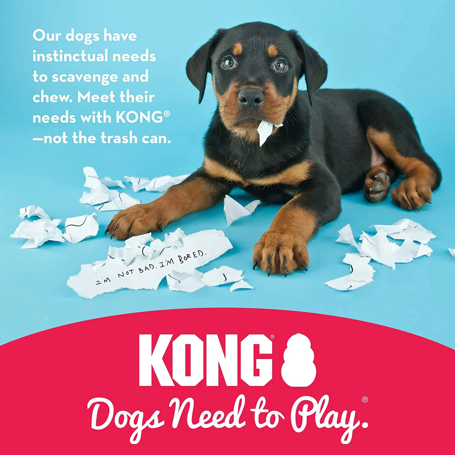 Kong Puppy